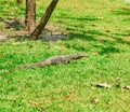 Water Monitor Royalty Free Stock Photo