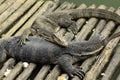 Water monitor lizard Royalty Free Stock Photo