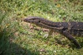 Water monitor lizard laying on a small log Royalty Free Stock Photo