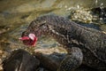 Water monitor lizard eating fish in Sri Lanka Royalty Free Stock Photo