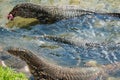 Water monitor lizard eating fish in Sri Lanka Royalty Free Stock Photo