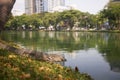 Water monitor lizard in grass Royalty Free Stock Photo