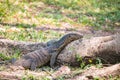 Water monitor lizard laying on a small log Royalty Free Stock Photo