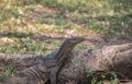 Water monitor lizard laying on a small log Royalty Free Stock Photo