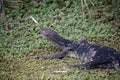 Water monitor lizard laying on a small log Royalty Free Stock Photo