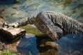 Water monitor lizard in Sri Lanka