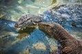 Water monitor lizard in Sri Lanka