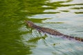 Water monitor lizard swimming in lagoon