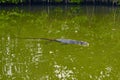 Water monitor lizard swimming in lagoon