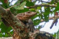 Water Monitor Lizard on Tree Branch Royalty Free Stock Photo