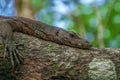 Water Monitor Lizard on Tree Branch Royalty Free Stock Photo