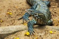 Water monitor lizard Royalty Free Stock Photo