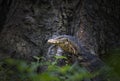 Water monitor lizard