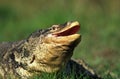 Water Monitor Lizard, varanus salvator, Adult standing on Grass with Open Mouth Royalty Free Stock Photo