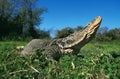 Water Monitor Lizard, varanus salvator, Adult standing on Grass, Smelling, in Flehmen Royalty Free Stock Photo