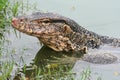 Water monitor lizard, Varanus salvator. Royalty Free Stock Photo