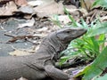 Water Monitor Lizard Varanus Salvator Royalty Free Stock Photo