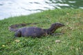 A water monitor lizard Varanus salvator lies, Thailand Royalty Free Stock Photo