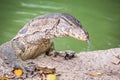 Water monitor lizard varanus salvator