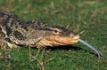 Water Monitor Lizard, varanus salvator, Portrait of Adult with Tongue out Royalty Free Stock Photo