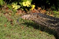 Water monitor Lizard Varanus salvator Royalty Free Stock Photo