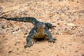 Water Monitor Lizard, Varanus salvator, in Sri Lanka Royalty Free Stock Photo