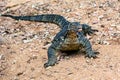 Water Monitor Lizard, Varanus salvator, in Sri Lanka Royalty Free Stock Photo