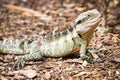 Water Monitor Royalty Free Stock Photo