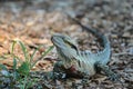 Water Monitor Royalty Free Stock Photo