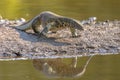 Water monitor on shore of river Royalty Free Stock Photo