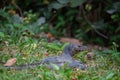 Water monitor sun bathing in the grass Royalty Free Stock Photo