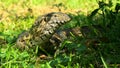 Water monitor - varanus albigularis Royalty Free Stock Photo