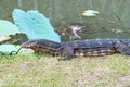 The Water monitor (Varanus salvator)