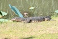 The Water monitor (Varanus salvator)