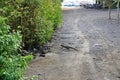 water monitor - Varanus salvator, Carnivourous animal, varan crossing the road Royalty Free Stock Photo