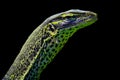 Water monitor varanus salvator close up Royalty Free Stock Photo