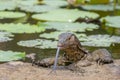 The water monitor Varanus salvator is a large lizard native to South and Southeast Asia, Thailand.