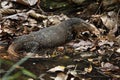 The water monitor Varanus salvator lying in a small pond in the jungle in brown fallen leaves