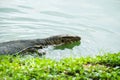 Water Monitor Varanus salvator is swimming in the pond. Royalty Free Stock Photo