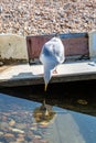 Water in a moored boat on a pebble beach, with a seagull looking into the water Royalty Free Stock Photo