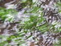 Water and moss swirls Royalty Free Stock Photo