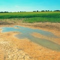 Water and mud at dry cracked clay in corner of wheat field. Dusty ground. Royalty Free Stock Photo