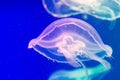 In the water with a muffled light swims a very beautiful creature named jellyfish. It seems to merge with the surrounding water