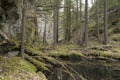 Water in a natural coniferous forest