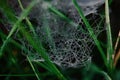 macro, spring, spider, fresh, abstract, web. Royalty Free Stock Photo