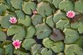 Water nymphal lily and green leaves natural background Royalty Free Stock Photo