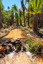 Water oasis Royalty Free Stock Photo