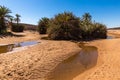Water in the oasis, Sahara desert Royalty Free Stock Photo