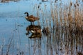 Water off a Duck`s Back