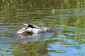 Water off a ducks back as a manky mallard, juvenile duckling with white feathers washes and preens feathers